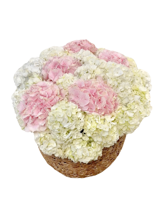 Hydrangea Basket