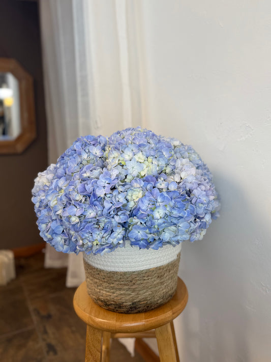 Hydrangea Basket