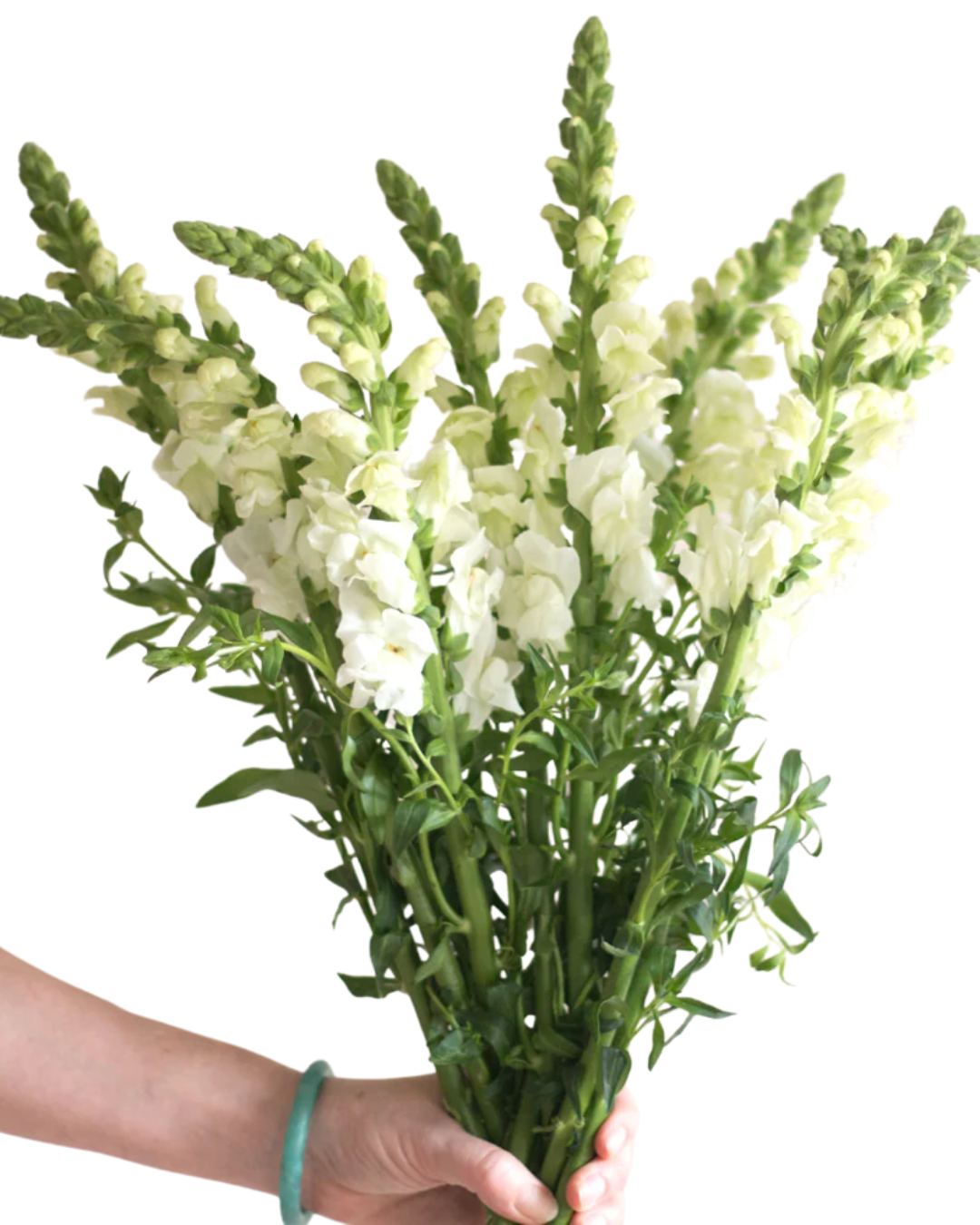 White Snapdragon
