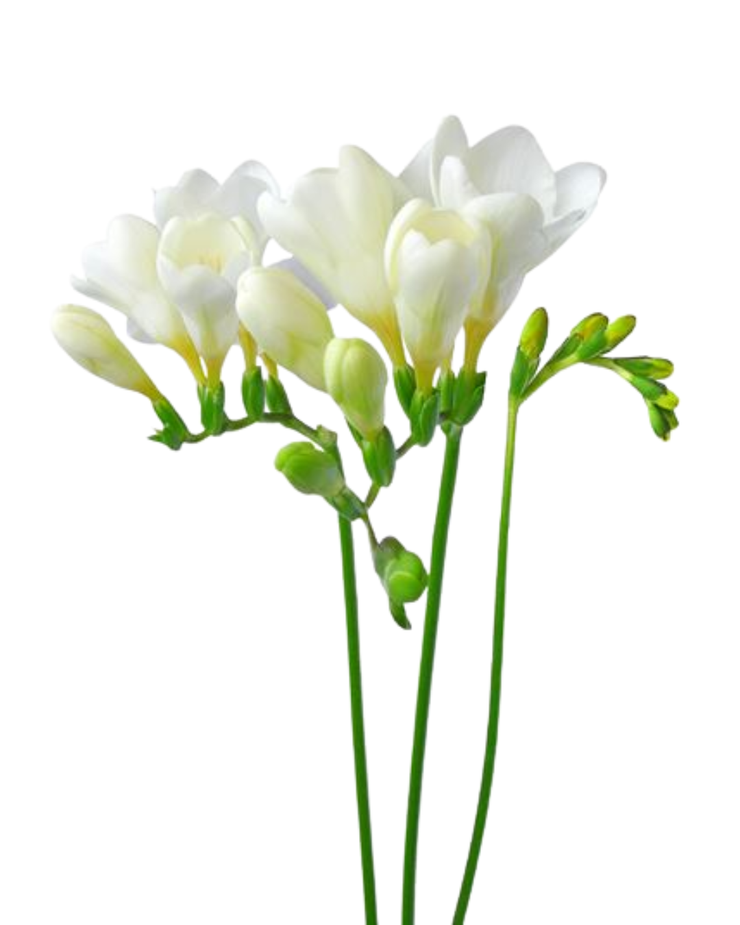 Fragrant White Freesia