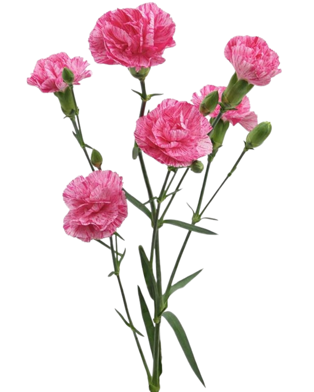 Mini Carnation