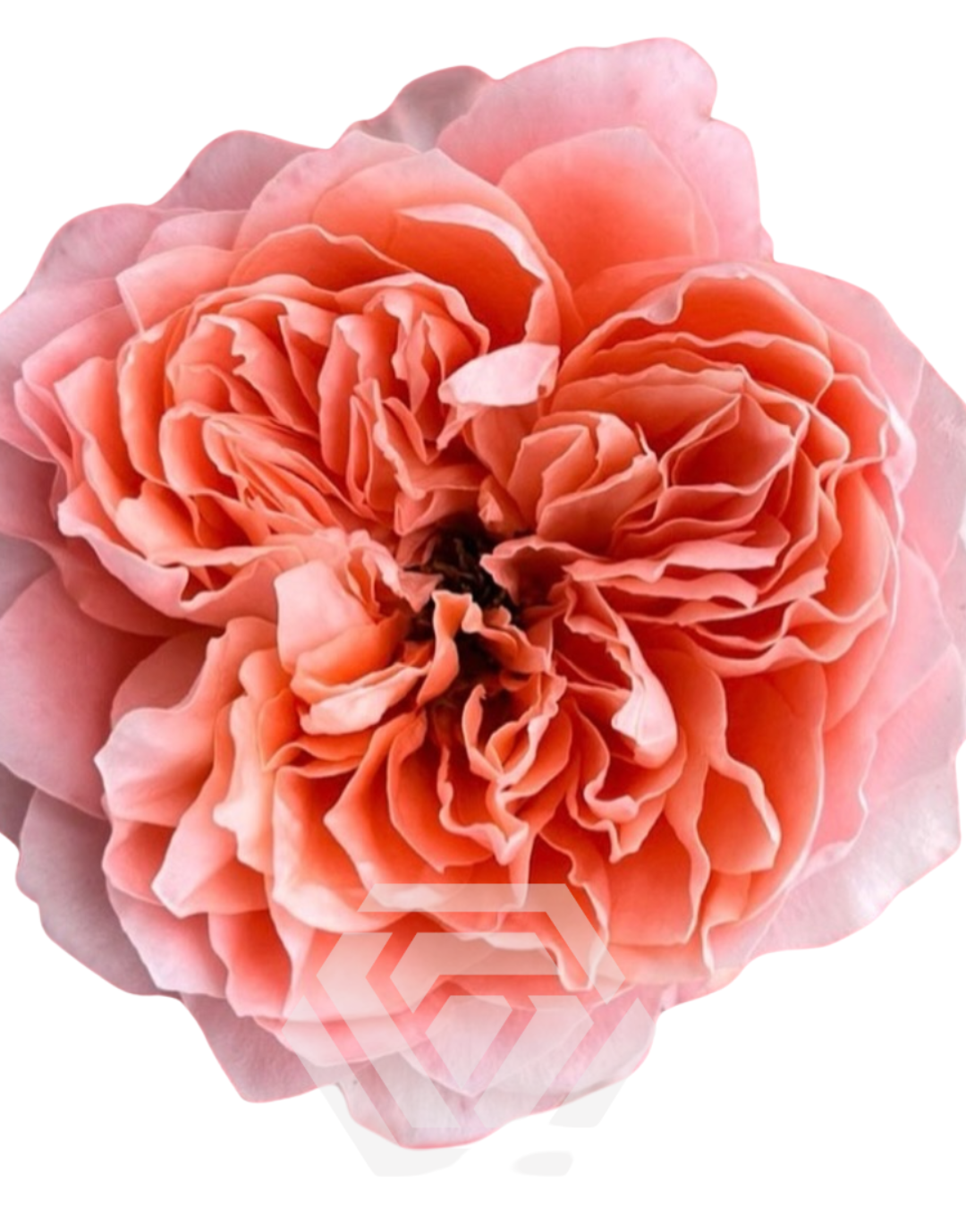 Coral Garden Rose