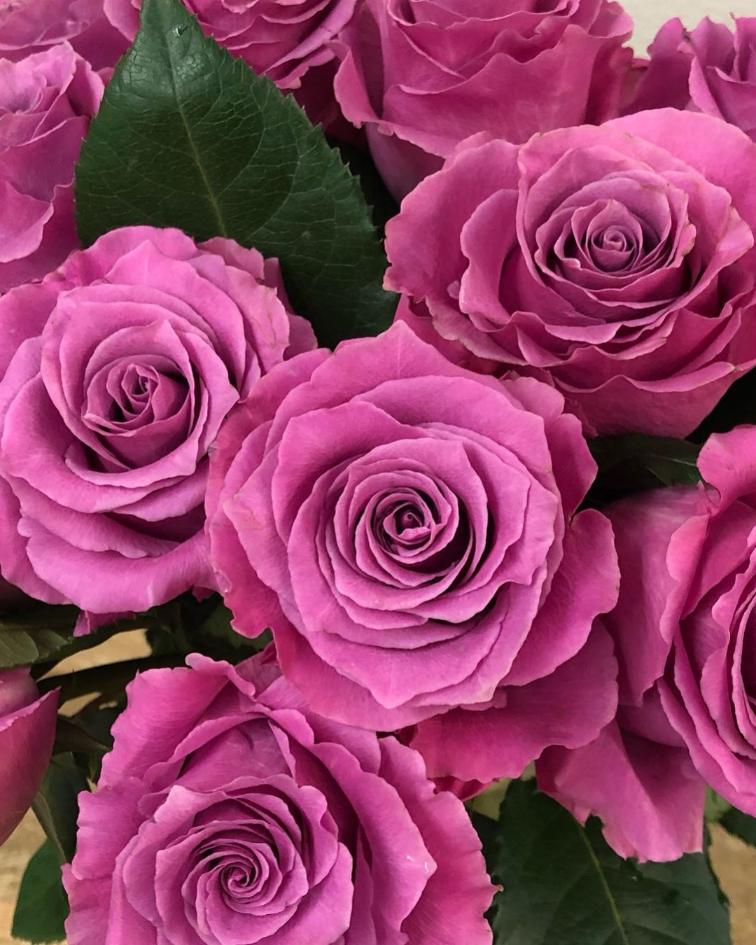 Bright Pink Breathless Rose