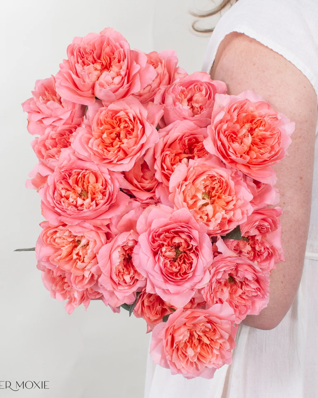 Coral Garden Rose