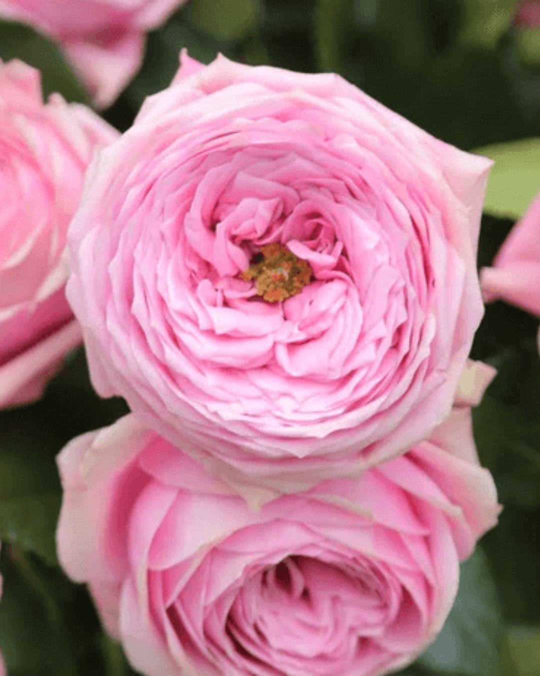 Pink Garden Peonikiss Rose