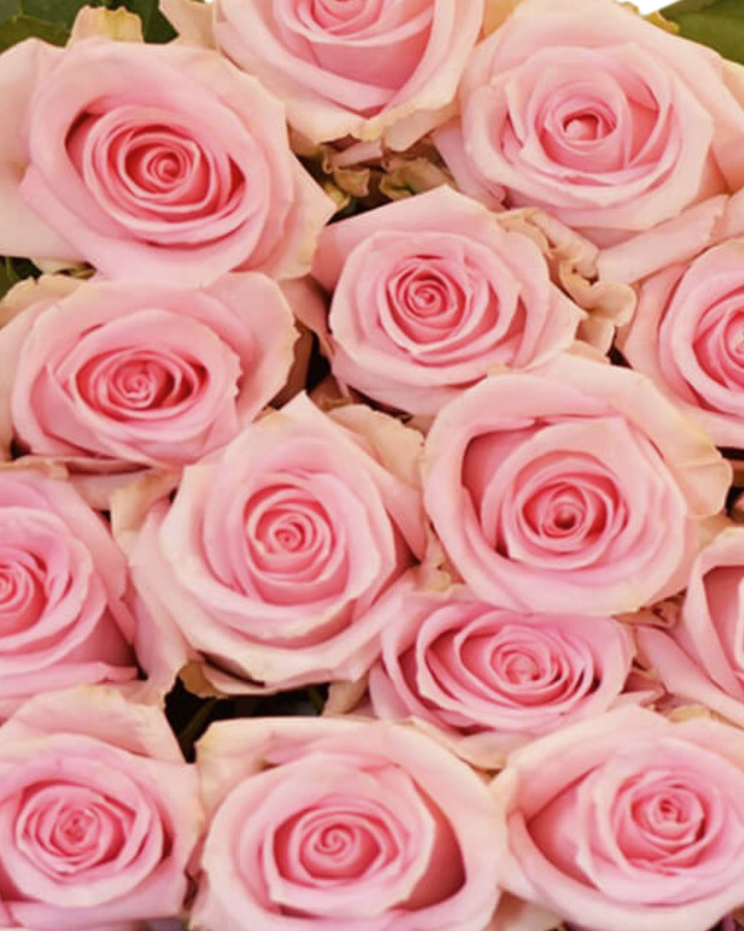 Jessica Light Pink Rose
