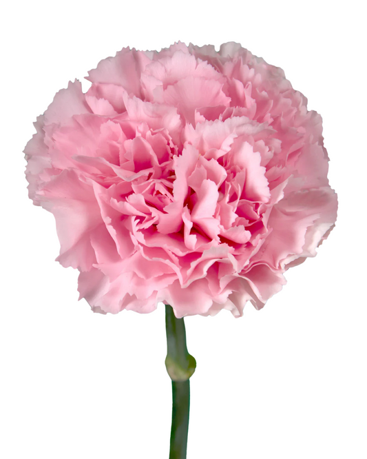 Light Pink Carnation