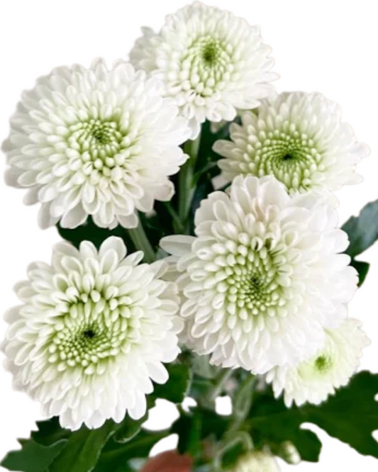 Button Pom