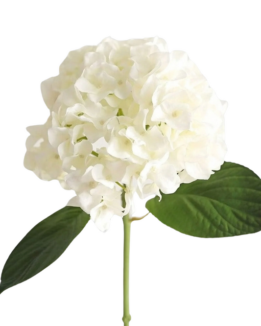 Select Hydrangea