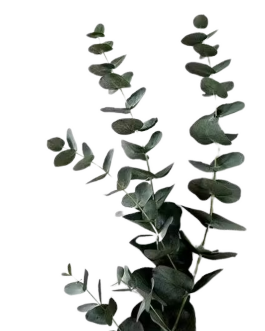 Eucalyptus