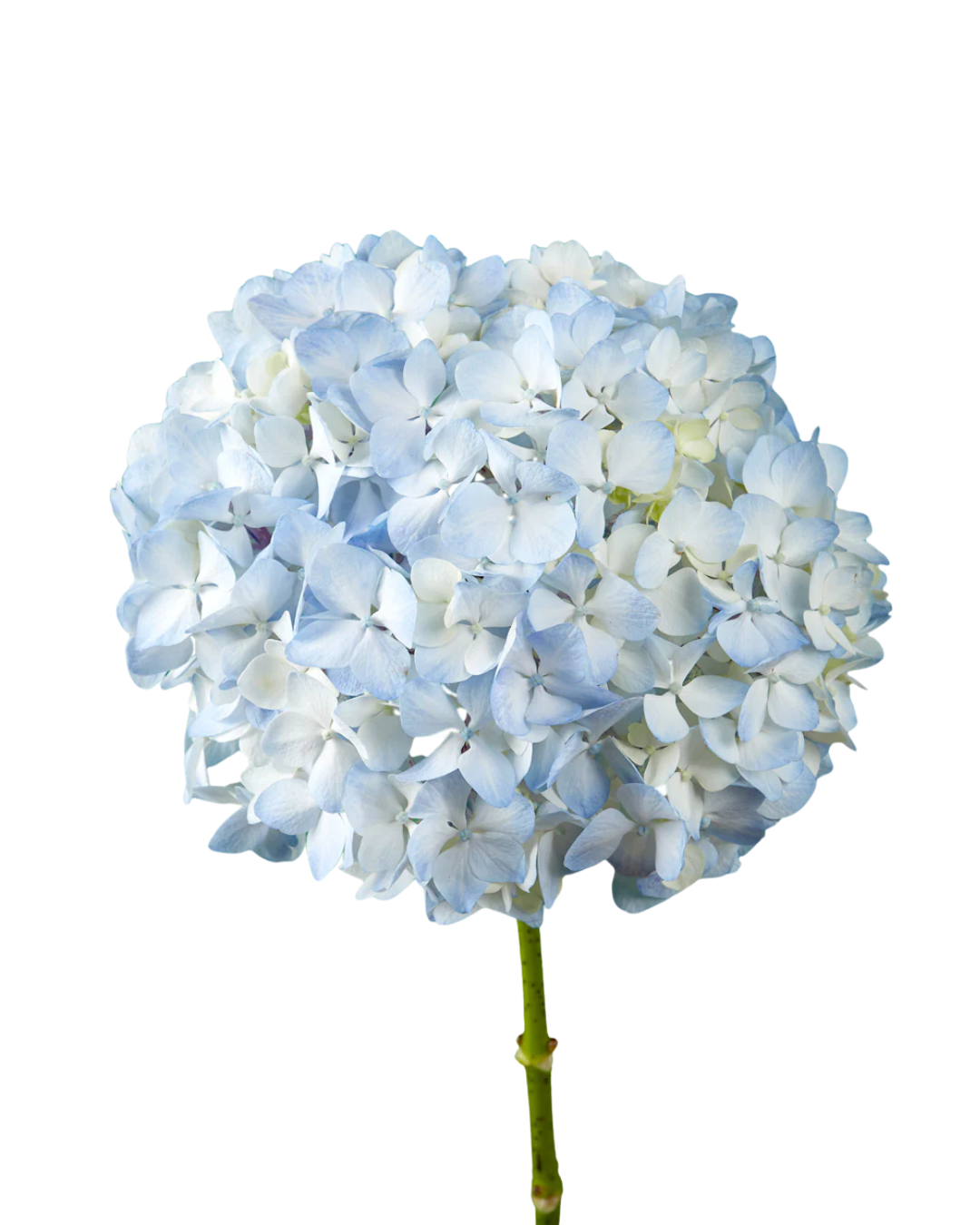 Select Hydrangea