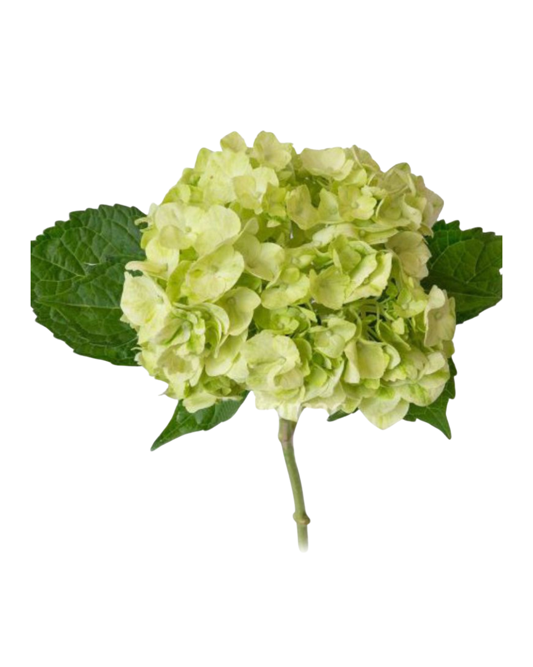 Select Hydrangea