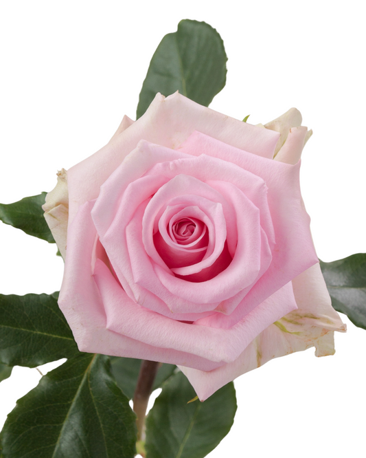 Jessica Light Pink Rose