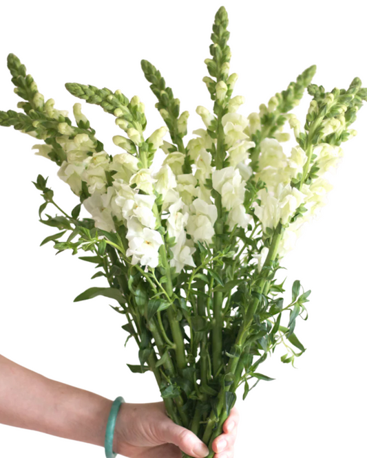 White Snapdragon