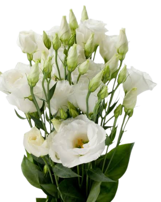 White Lisianthus