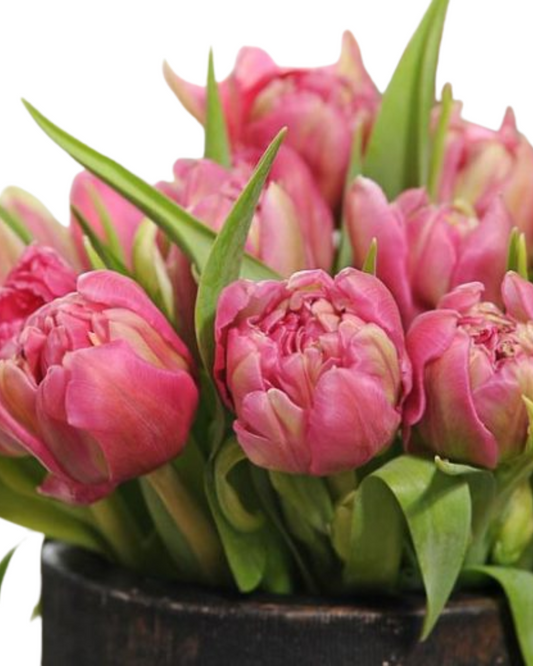 Pink Double Tulip