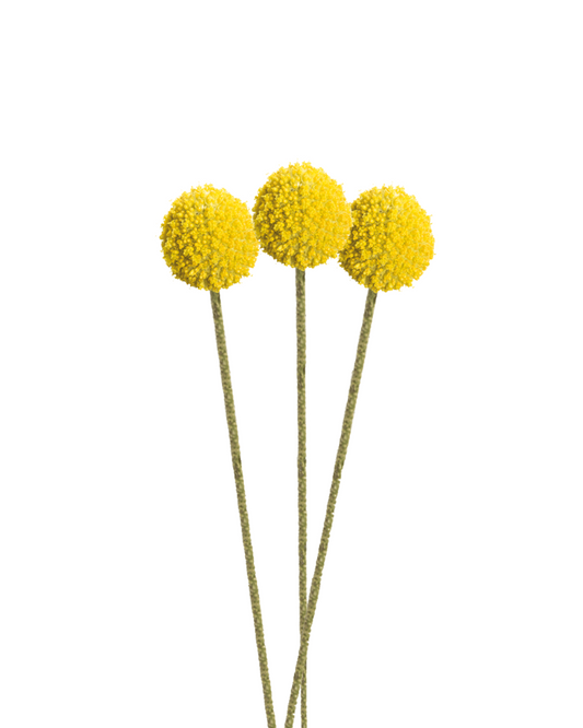 Yellow Craspedia