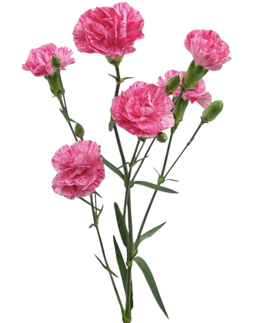 Mini Carnation