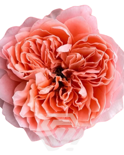 Coral Garden Rose