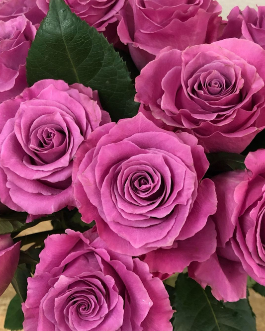 Bright Pink Breathless Rose