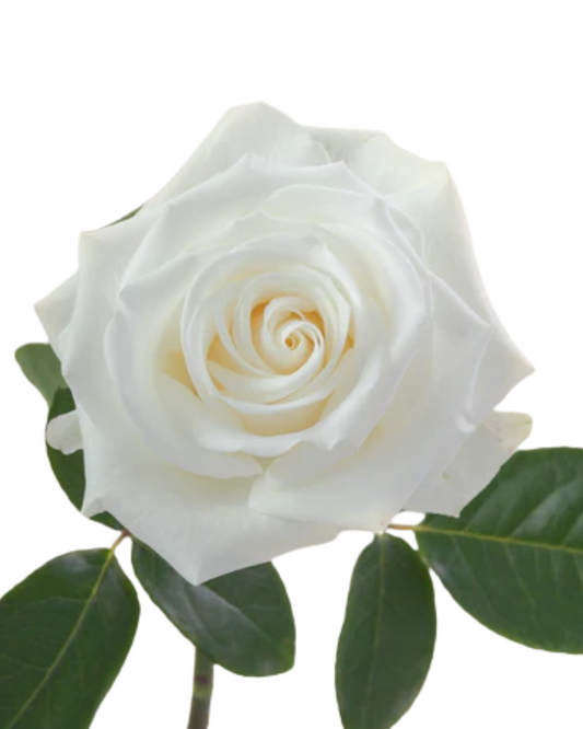 White Rose