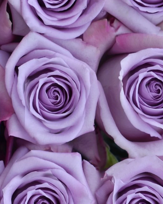 Ocean Song Purple Rose