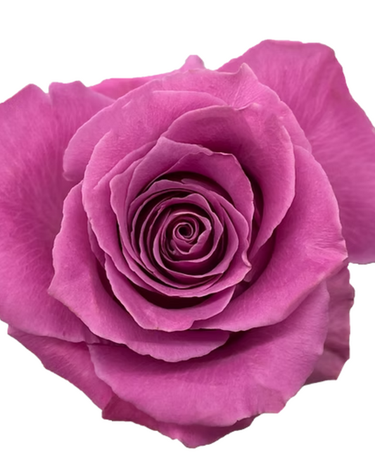 Bright Pink Breathless Rose