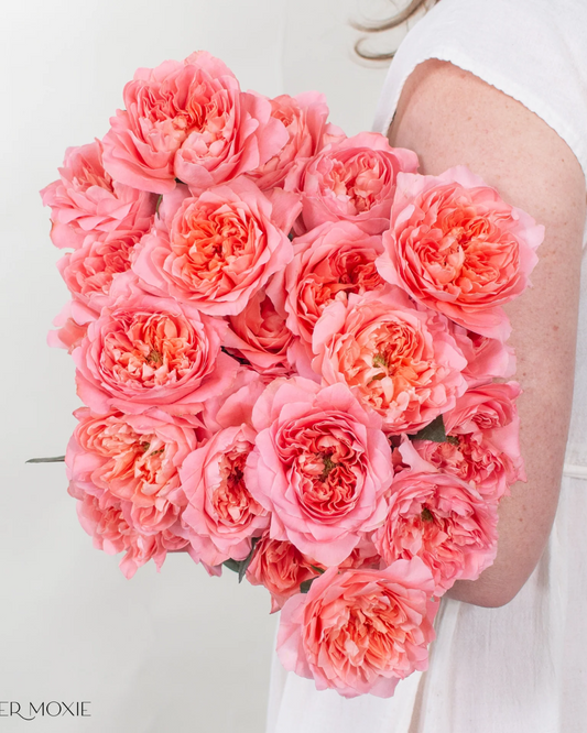 Coral Garden Rose