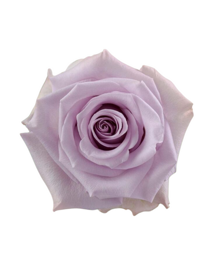 Ocean Song Purple Rose