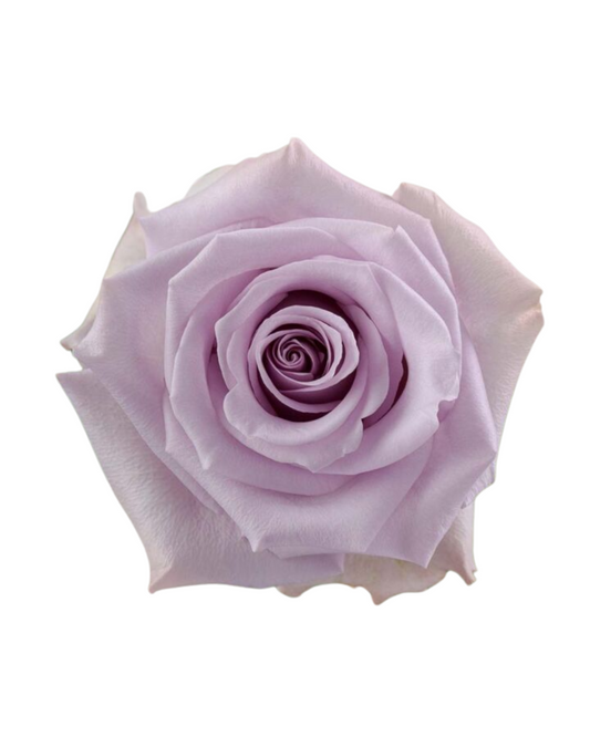 Ocean Song Purple Rose