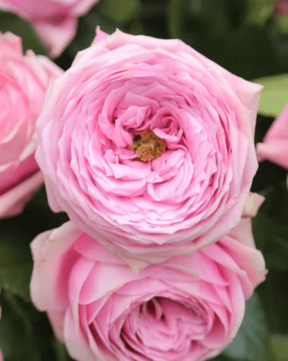 Pink Garden Peonikiss Rose