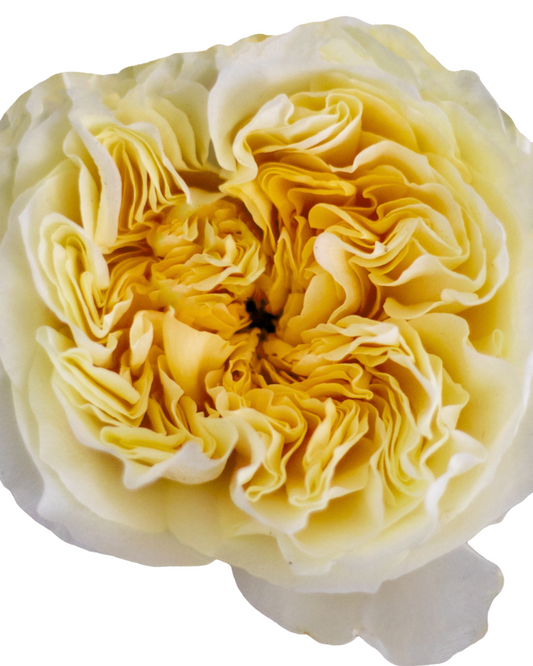 Large Cream Garden Rose