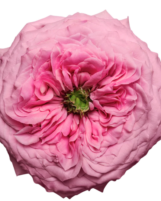 Pink Garden Peonikiss Rose