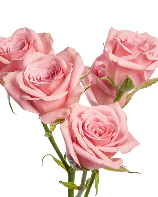 Spray Rose